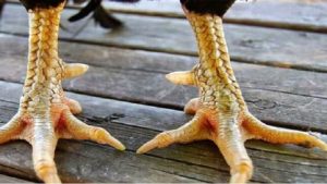 Lưu ý khi chọn gà chiến dựa trên việc đánh giá các loại vảy gà