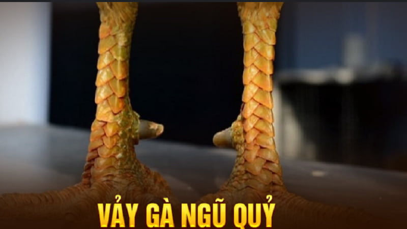 Các Loại Vảy Gà ảnh hưởng như thế nào đến sức mạnh chiến kê?