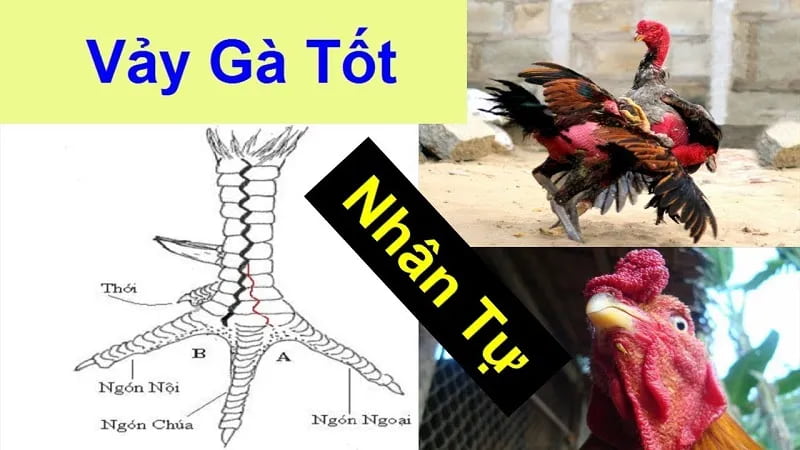 Tổng hợp chi tiết Các loại Vảy Gà của chiến kê mạnh mẽ