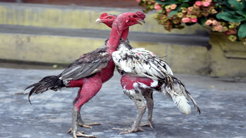 Khái niệm vảy gà trong gà đá