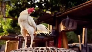 Sự quan trọng của việc chăm sóc gà chọi đúng bài bản