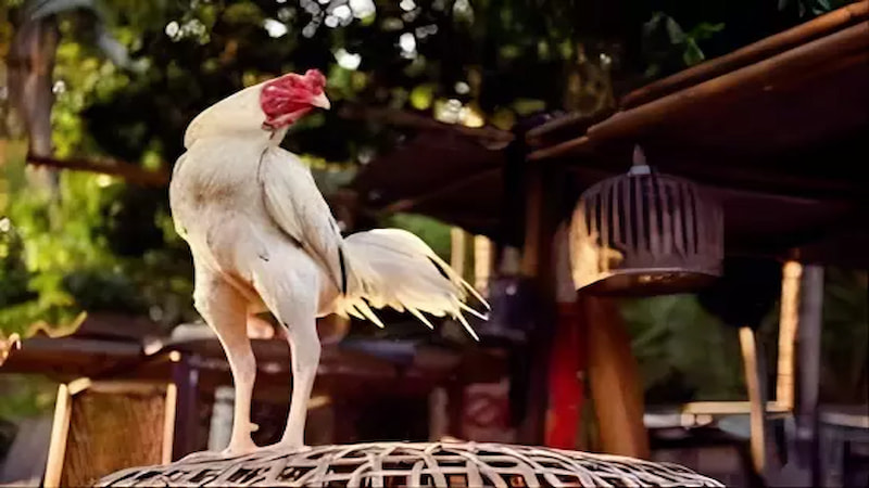 Sự quan trọng của việc chăm sóc gà chọi đúng bài bản