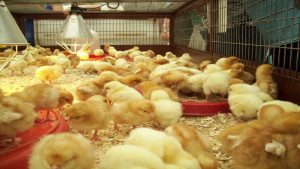 Cách nuôi gà con nhanh lớn với chế độ dinh dưỡng hợp lý