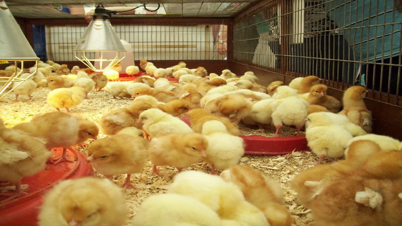 Cách nuôi gà con nhanh lớn với chế độ dinh dưỡng hợp lý