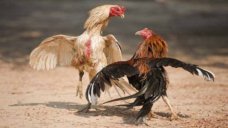 Khám phá các dòng kê trong đấu trường đá gà cựa dao