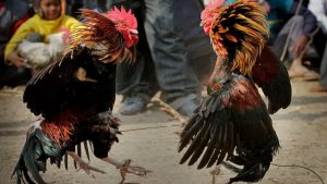Giới thiệu về đá gà cựa sắt