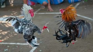 Tổng quan về Đá Gà Mỹ