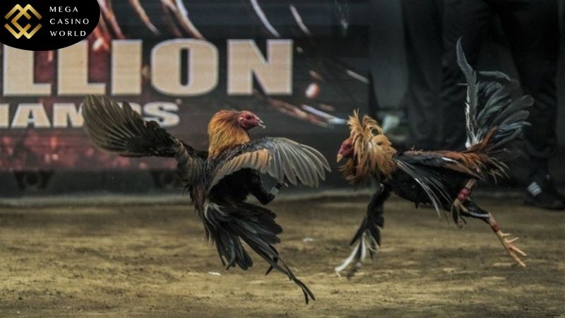 Có thể theo dõi Đá Gà Mỹ trực tiếp ở đâu uy tín?