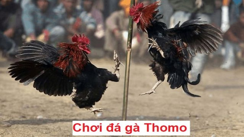 Tại sao ngày càng nhiều người yêu thích đá gà Thomo?