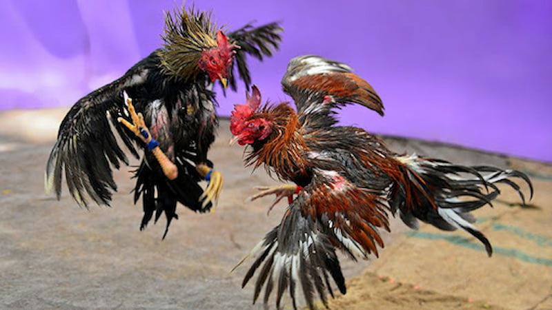 Giới thiệu Đá Gà Tre