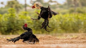 Đá gà trực tiếp C1 là gì?