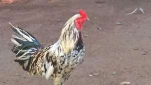 Hướng dẫn các sư kê nuôi gà Bình Định chuẩn chỉ