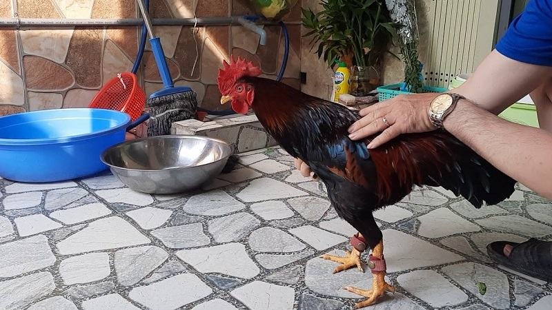 Giới thiệu Gà Bình Định