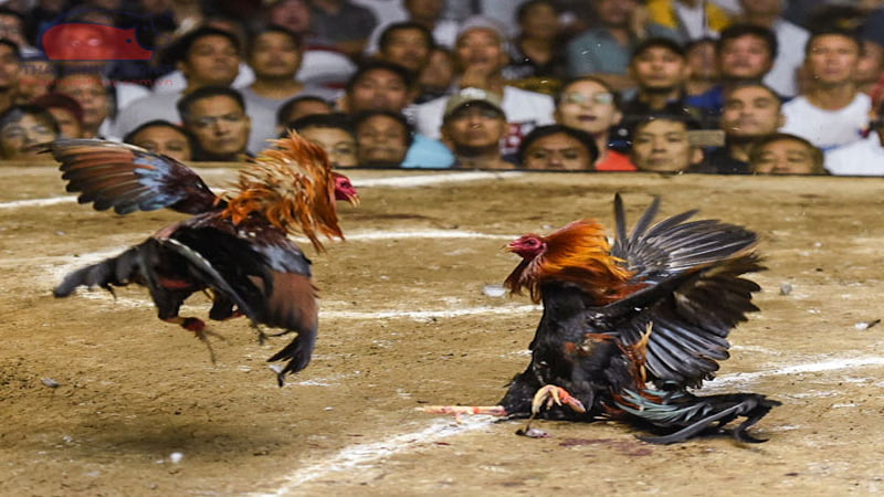Đôi nét về gà chọi Peru