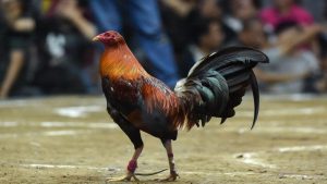 Khả năng chiến đấu cực kỳ mãnh liệt của kê chọi Peru