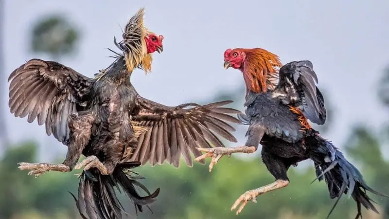 Lý do khiến Gà Đòn Nòi được nhiều sư kê tin tưởng lựa chọn