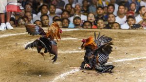 Giới thiệu về Gà Mỹ Dòng Kelso