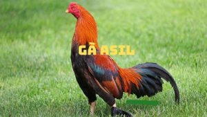 Giới thiệu gà nòi Asil