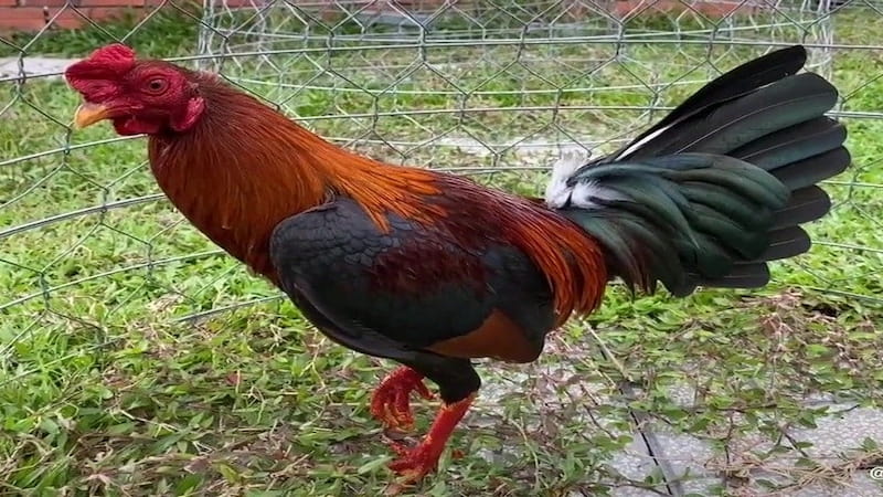 Đánh giá khả năng chiến đấu của gà nòi Asil
