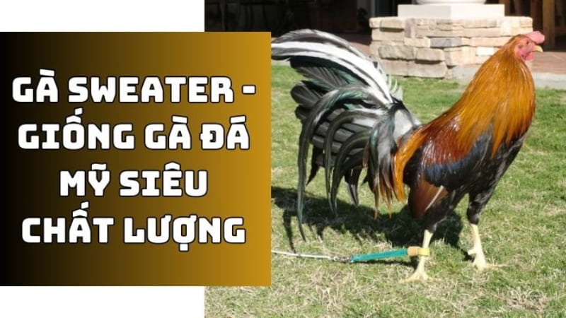 Giới thiệu dòng Gà Sweater