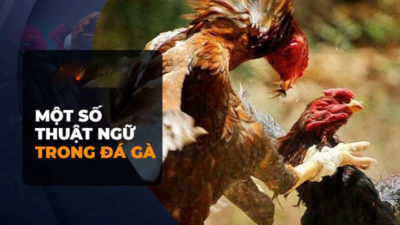 Một vài khái niệm thường được tận dụng trong lĩnh vực đá gà