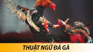 Tổng hợp những thuật ngữ đá gà thường xuyên được sử dụng
