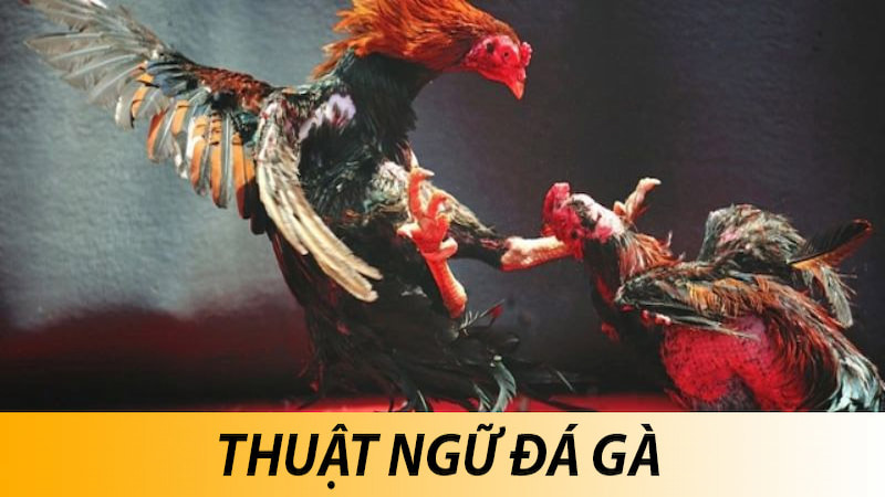 Tổng hợp những thuật ngữ đá gà thường xuyên được sử dụng