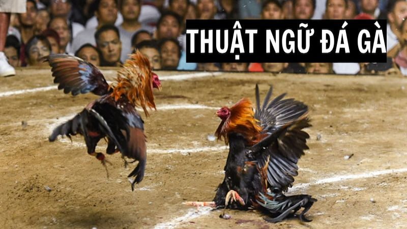 Thuật ngữ đá gà là gì?